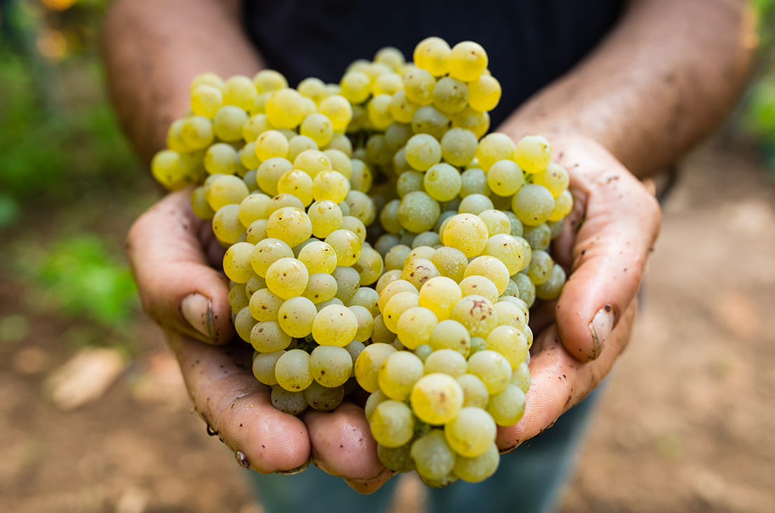 veneziani-2301161441